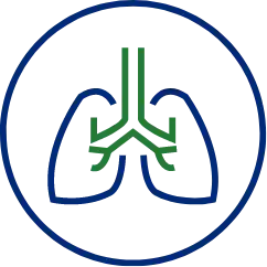 lung graphic